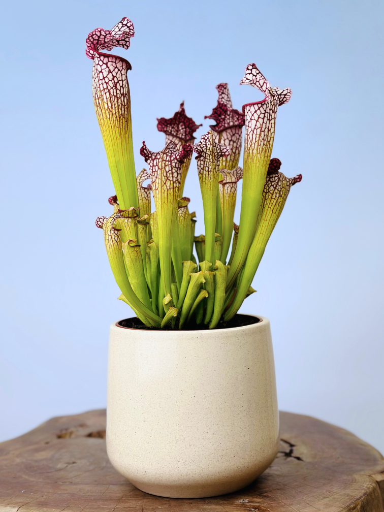 Plantenpot "Amazone" - beige | 12cm