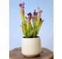 Plantenpot "Amazone" - beige | 12cm
