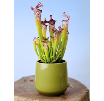 Plantenpot "Amazone" - groen | 12cm