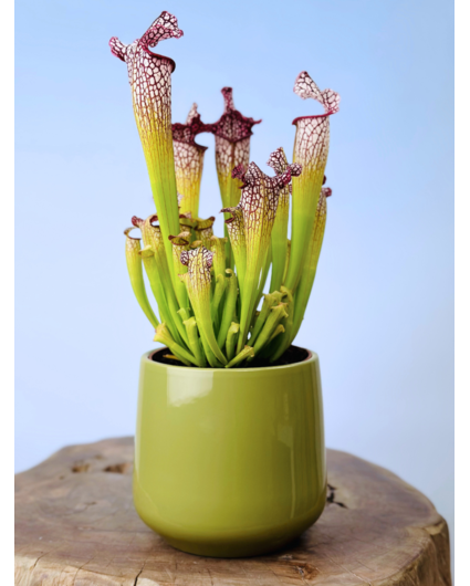 Plantenpot "Amazone" - groen | 12cm