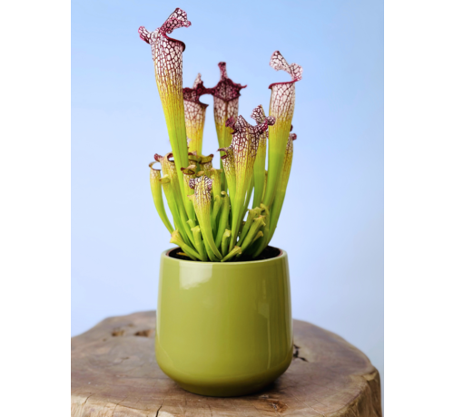 Plantenpot "Amazone" - groen | 12cm