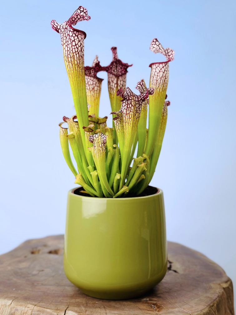 Plantenpot "Amazone" - groen | 12cm