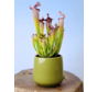 Plantenpot "Amazone" - groen | 12cm