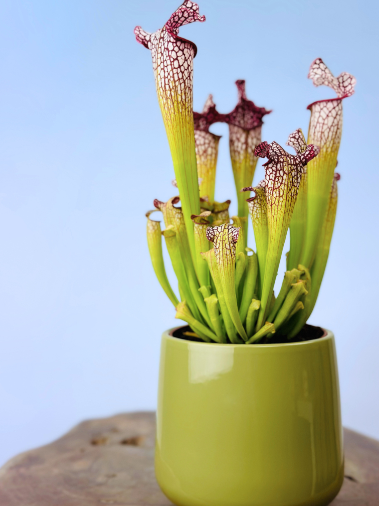 Plantenpot "Amazone" - groen | 12cm