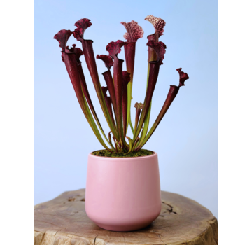 Plantenpot "Amazone" - roze | 12cm