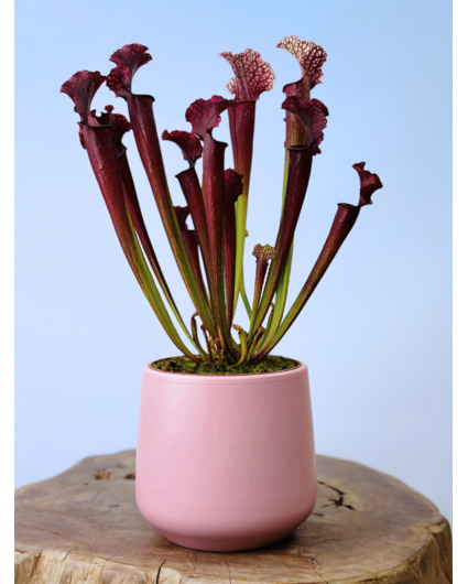 Plantenpot "Amazone" - roze | 12cm