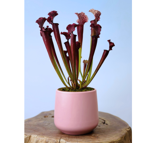 Plantenpot "Amazone" - roze | 12cm