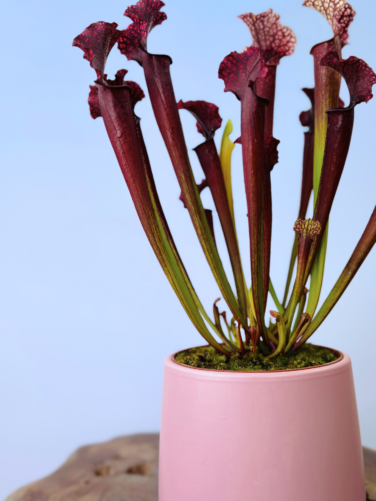 Plantenpot "Amazone" - roze | 12cm