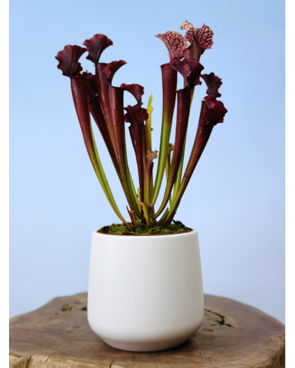 Plantenpot "Amazone" - wit | 12cm