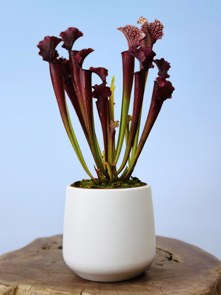 Plantenpot "Amazone" - wit | 12cm