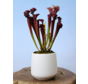 Plantenpot "Amazone" - wit | 12cm
