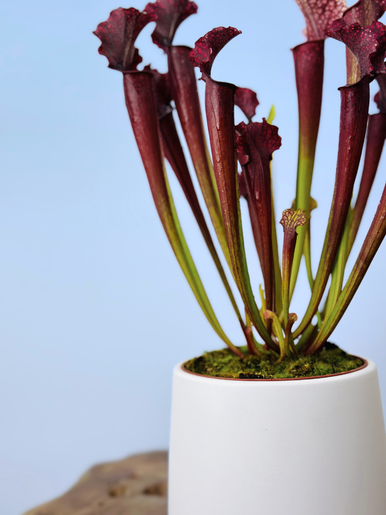 Plantenpot "Amazone" - wit | 12cm