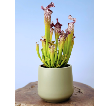 Plantenpot "Amazone" - pistache | 12cm