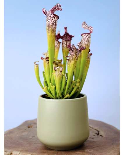 Plantenpot "Amazone" - pistache | 12cm