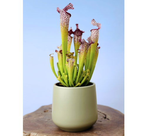 Plantenpot "Amazone" - pistache | 12cm