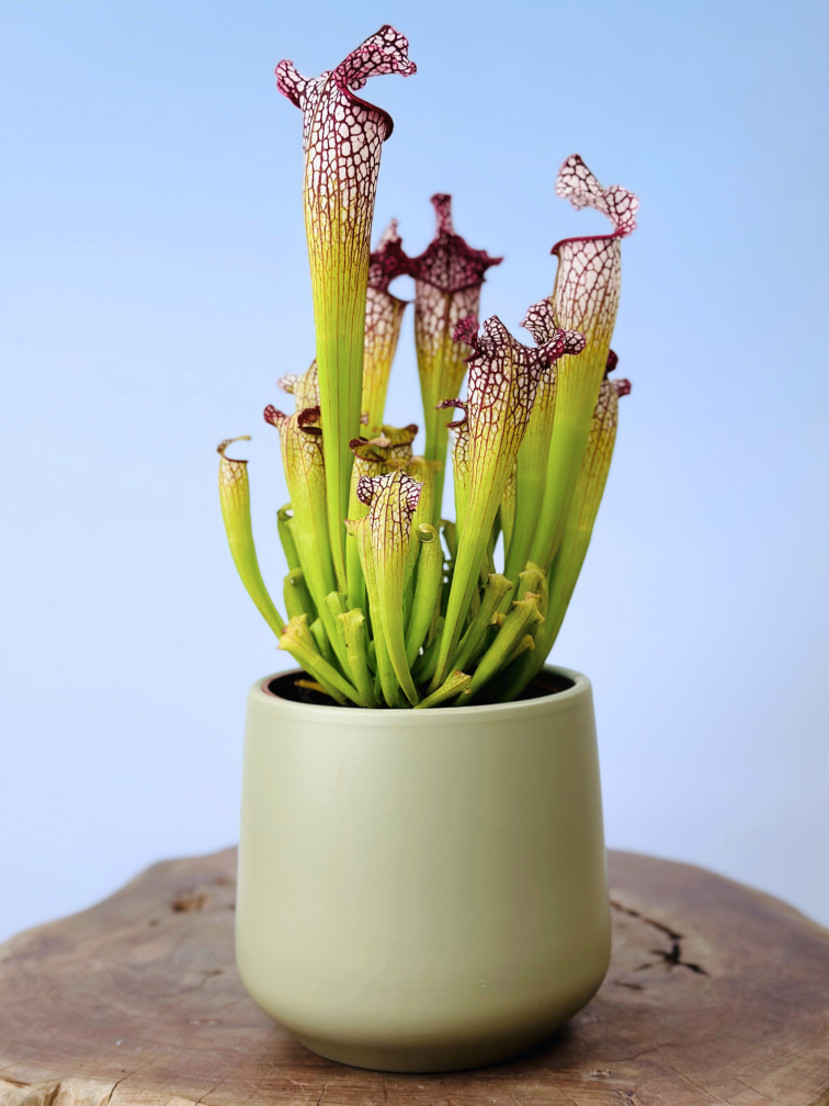 Plantenpot "Amazone" - pistache | 12cm