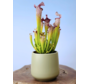 Plantenpot "Amazone" - pistache | 12cm