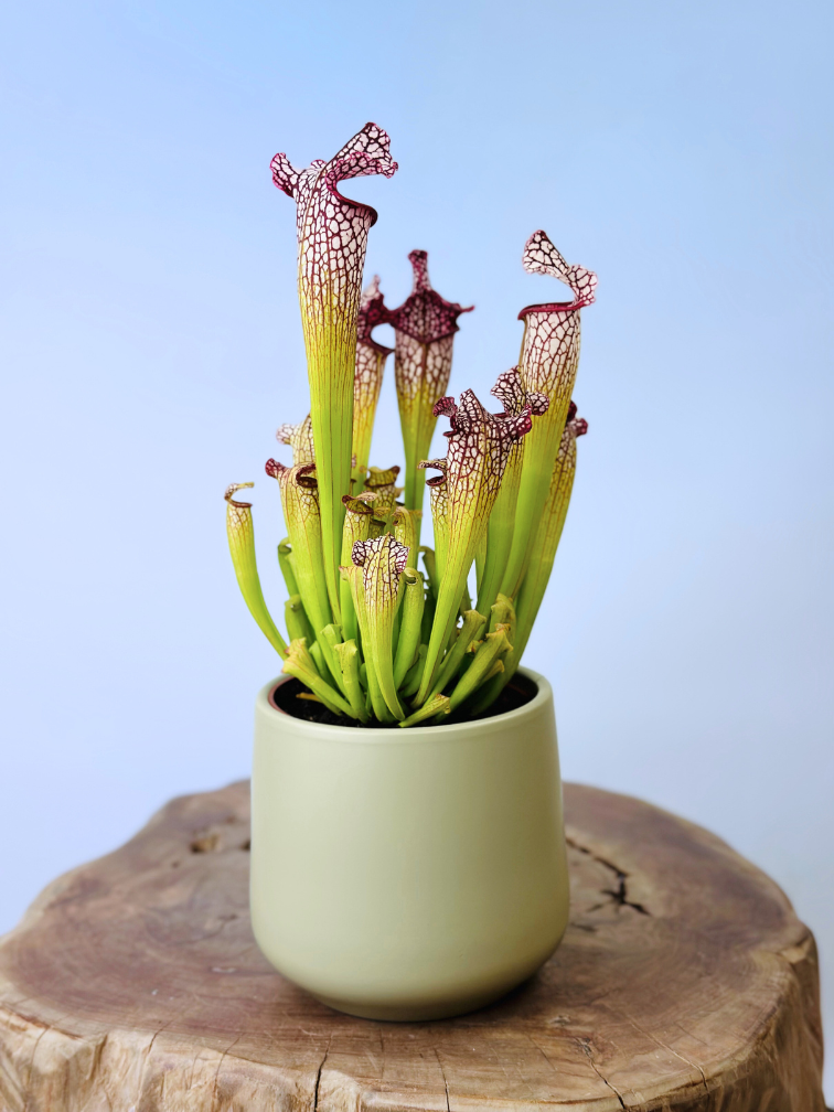 Plantenpot "Amazone" - pistache | 12cm