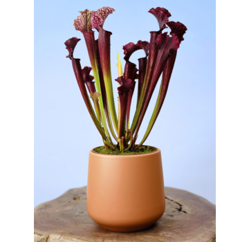 Plantenpot "Amazone" - perzik | 12cm