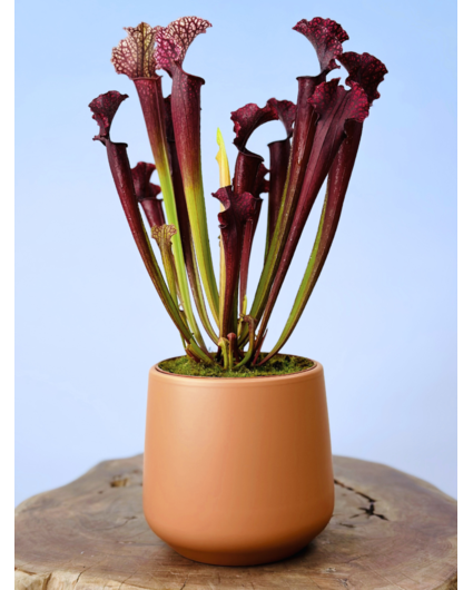Plantenpot "Amazone" - perzik | 12cm