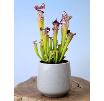 Plantenpot "Amazone" - cement | 12cm