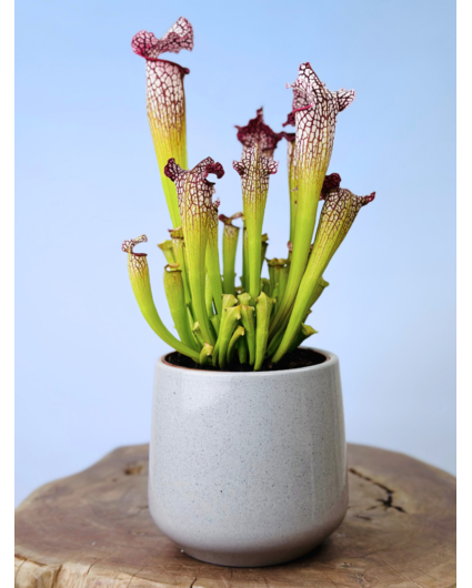 Plantenpot "Amazone" - cement | 12cm