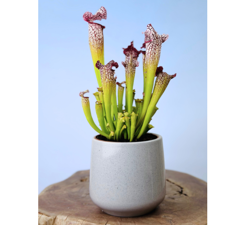 Plantenpot "Amazone" - cement | 12cm