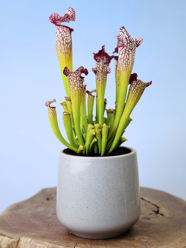 Plantenpot "Amazone" - cement | 12cm