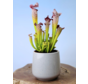 Plantenpot "Amazone" - cement | 12cm
