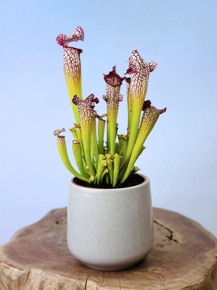 Plantenpot "Amazone" - cement | 12cm
