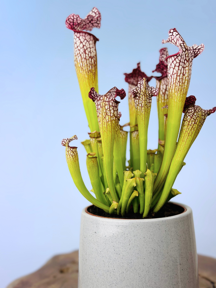 Plantenpot "Amazone" - cement | 12cm
