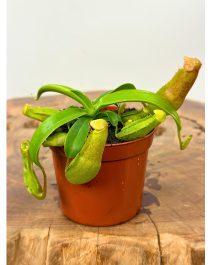 NIEUW: Bekerplant "Miranda" | ø 8,5 cm x ↕ 5 cm