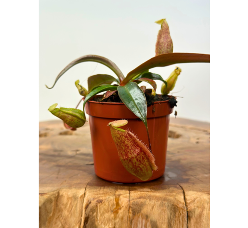 NIEUW: Bekerplant "x Suki" | ø 8,5 cm x ↕ 5 cm