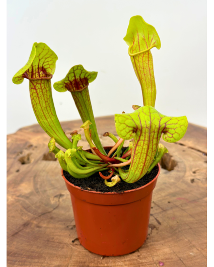 Trompetbekerplant "Fonn" | ø 8,5 cm x ↕ 10 cm