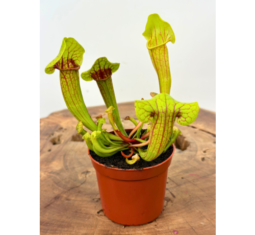 Trompetbekerplant "Fonn" | ø 8,5 cm x ↕ 10 cm