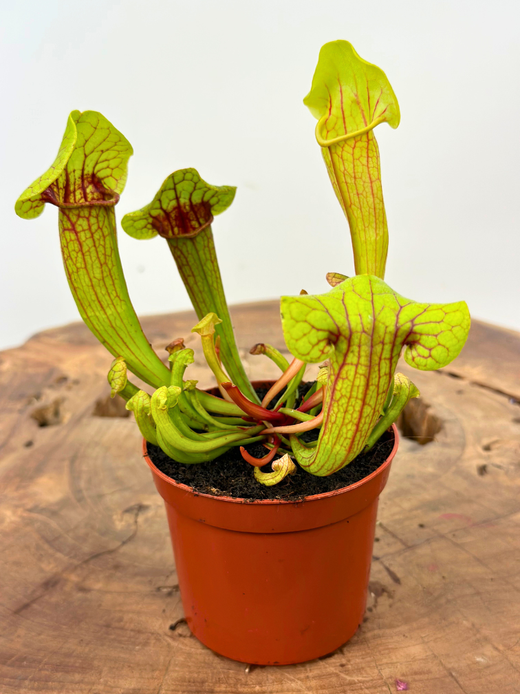 Trompetbekerplant "Fonn" | ø 8,5 cm x ↕ 10 cm