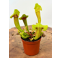 Trompetbekerplant "Fonn" | ø 8,5 cm x ↕ 10 cm
