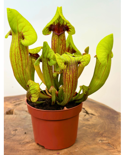 Trompetbekerplant "Fonn" - groot | ø 12 cm x ↕ 15-20 cm