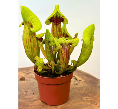 Trompetbekerplant "Fonn" - groot | ø 12 cm x ↕ 15-20 cm