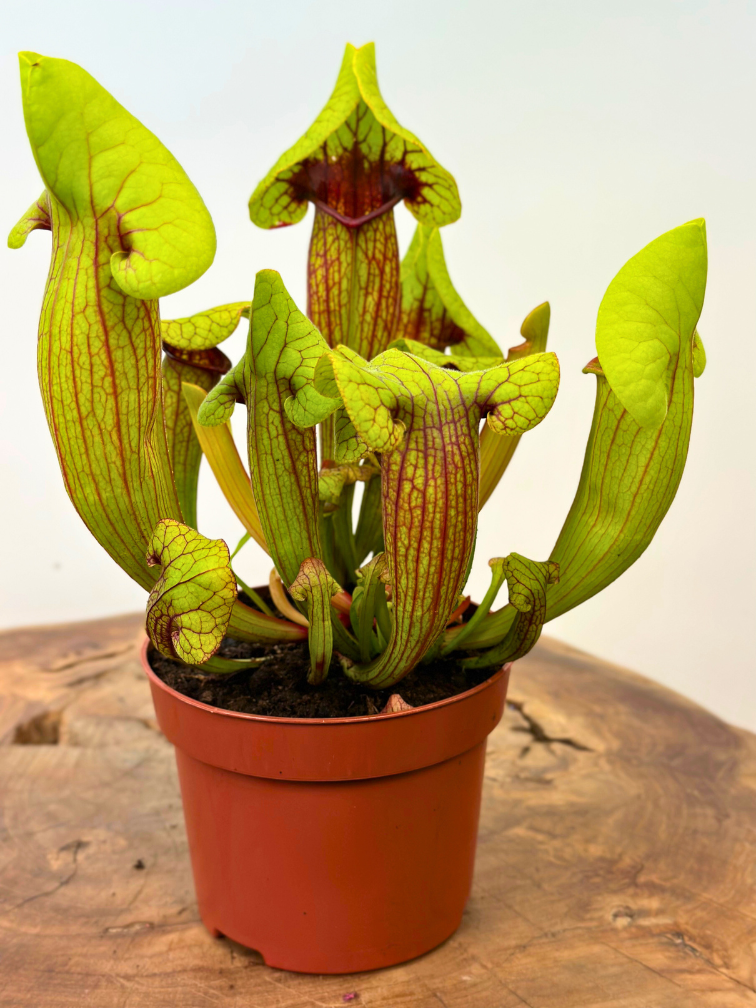 Trompetbekerplant "Fonn" - groot | ø 12 cm x ↕ 15-20 cm