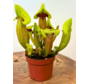 Trompetbekerplant "Fonn" - groot | ø 12 cm x ↕ 15-20 cm