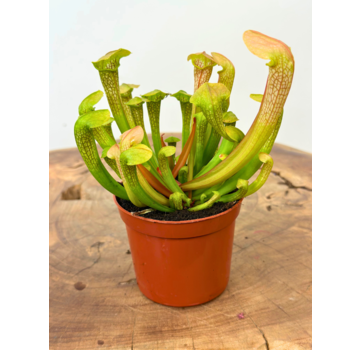 Trompetbekerplant "Hummer's Hammerhead" | ø 8,5 cm x ↕ 10 cm