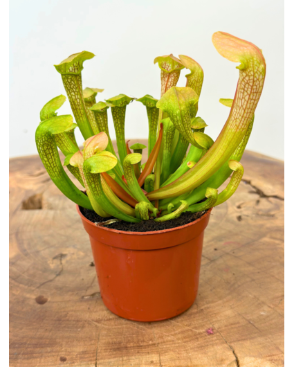 Trompetbekerplant "Hummer's Hammerhead" | ø 8,5 cm x ↕ 10 cm