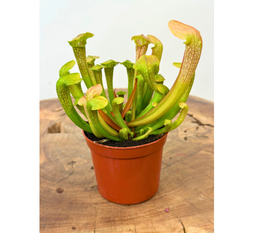 Trompetbekerplant "Hummer's Hammerhead" | ø 8,5 cm x ↕ 10 cm