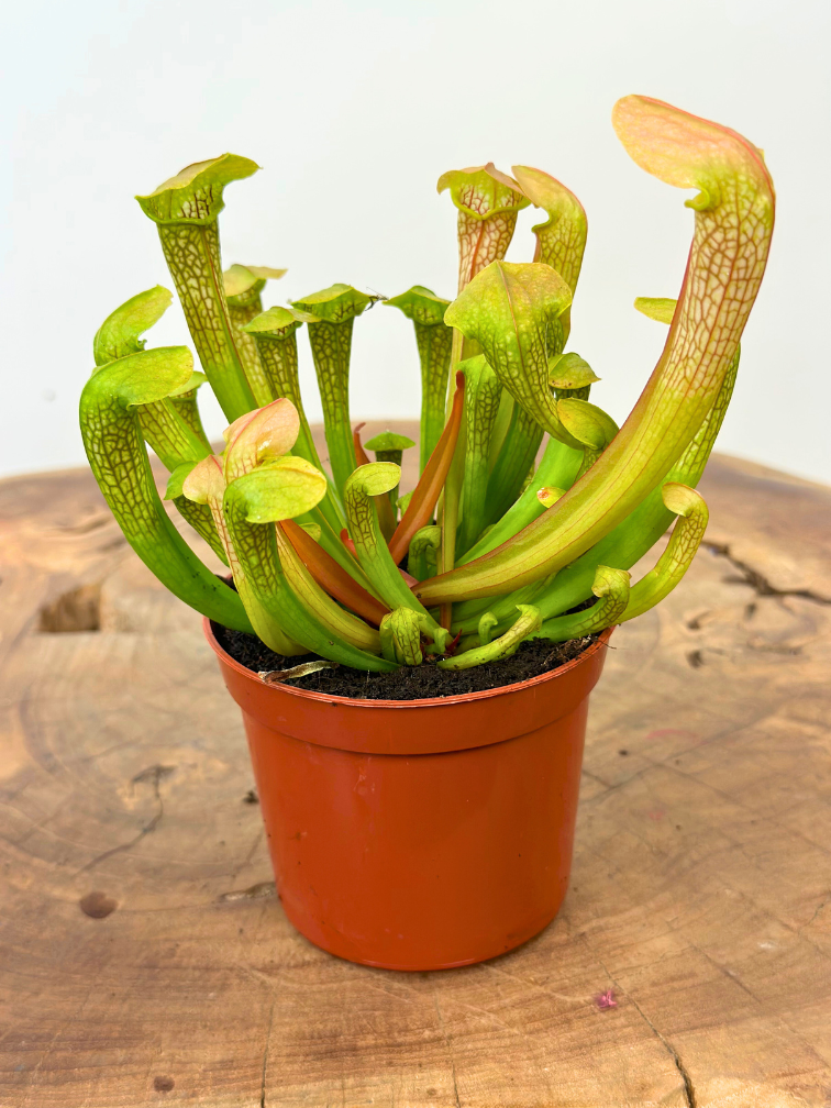 Trompetbekerplant "Hummer's Hammerhead" | ø 8,5 cm x ↕ 10 cm