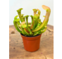 Trompetbekerplant "Hummer's Hammerhead" | ø 8,5 cm x ↕ 10 cm