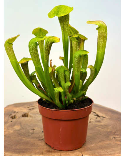 Trompetbekerplant "Hummer's Hammerhead" - groot | ø 12 cm x ↕ 20-25 cm