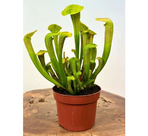 Trompetbekerplant "Hummer's Hammerhead" - groot | ø 12 cm x ↕ 20-25 cm