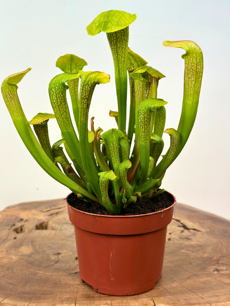 Trompetbekerplant "Hummer's Hammerhead" - groot | ø 12 cm x ↕ 20-25 cm