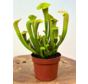 Trompetbekerplant "Hummer's Hammerhead" - groot | ø 12 cm x ↕ 20-25 cm